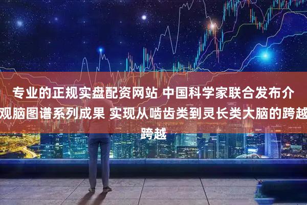 专业的正规实盘配资网站 中国科学家联合发布介观脑图谱系列成果 实现从啮齿类到灵长类大脑的跨越